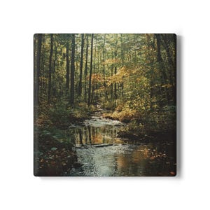 May include: A small stream flows through a lush green forest with tall trees and dappled sunlight. The water is clear and reflects the surrounding foliage.