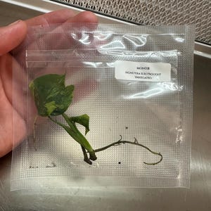 Monstera Electrolyte Tissue Culture