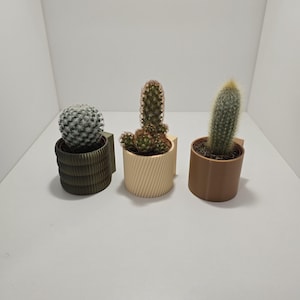 May include: Three small cacti in decorative pots. The cacti are different shapes and colours, with one round, one columnar, and one cylindrical. The pots are olive green, beige, and brown, each with a unique textured design.