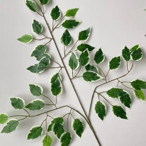 May include: A branch of artificial foliage with green leaves with white edges. The leaves are arranged in a natural, cascading pattern.