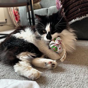 May include: A black and white cat with a white patch on its chest is lying on a grey carpet. The cat is holding a small, colourful fabric toy in its mouth.