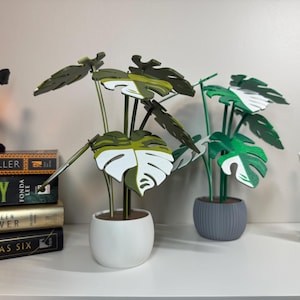 Monstera Variegata Coaster Set | Unique Home Decor & Gift