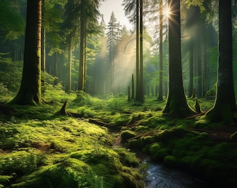 forest