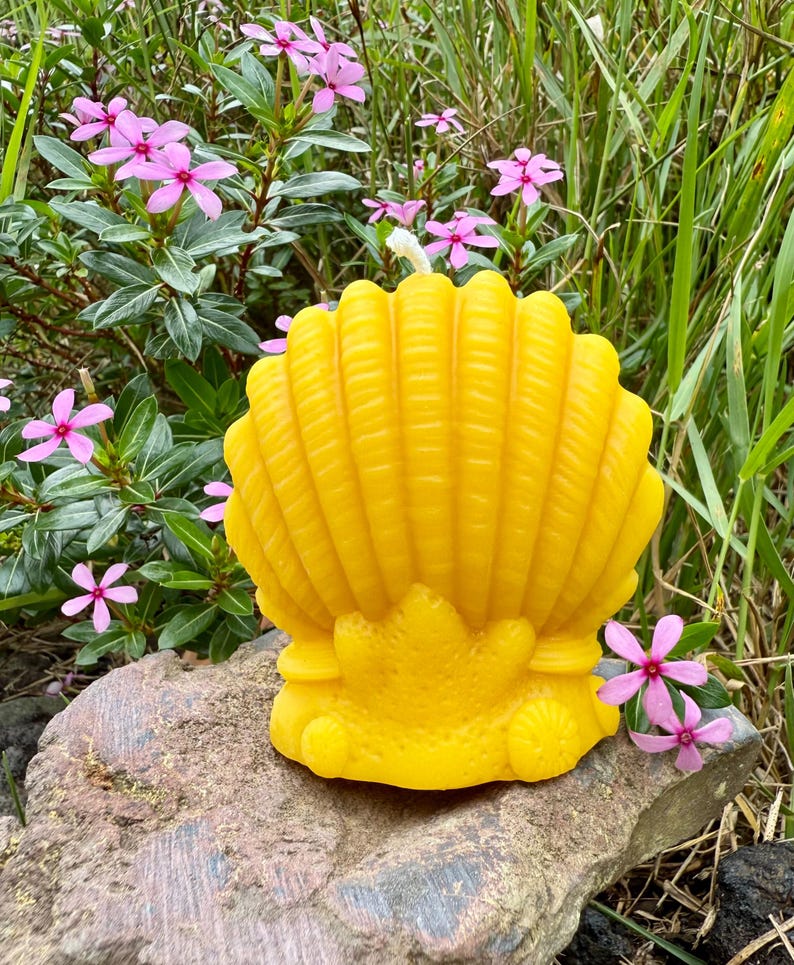 Organic Hawaiian Beeswax Candles. Beautiful Long Burning Hand Made Candles Big Sea Shell