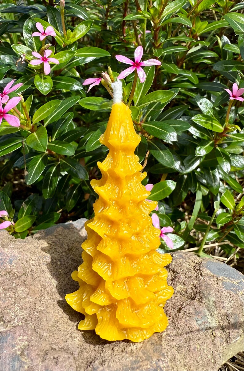 Organic Hawaiian Beeswax Candles. Beautiful Long Burning Hand Made Candles Pine tree