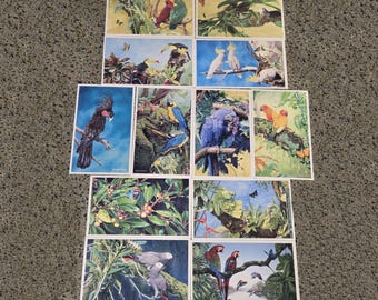 Tropical Bird Postcards set of 12