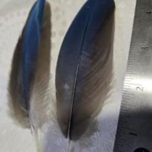 Blue Feathers