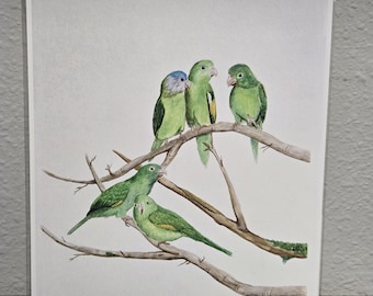 Canary Winged Parakeets Art Print