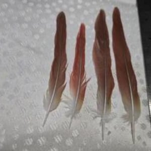 May include: Four feathers in shades of brown and orange are displayed against a white, textured background. A metal ruler is positioned to the right of the feathers, providing a size reference. The feathers vary slightly in size and color.