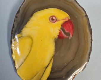 Lutino Indian Ringneck Agate Pin