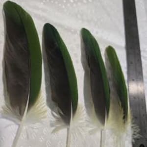 Green Feathers