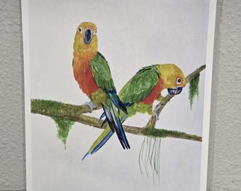 Jenday Conure Art Print