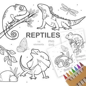 Puede incluir: Ilustraciones en blanco y negro de reptiles, incluyendo un camaleón, una iguana y un lagarto de cuello con volantes. Se muestra la palabra "REPTILES", junto con el número "14" y los tipos de archivo "PNG" y "SVG".