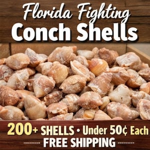 May include: A wooden crate filled with conch shells in shades of tan and brown. The image includes the text "Florida Fighting Conch Shells" at the top.