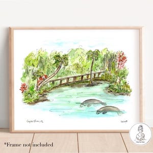 Crystal River, Florida Manatees, Nautical Illustration, Gulf Coast, Three Sisters Springs Coastal Art, Watercolor, 8x10 or 11x14 print