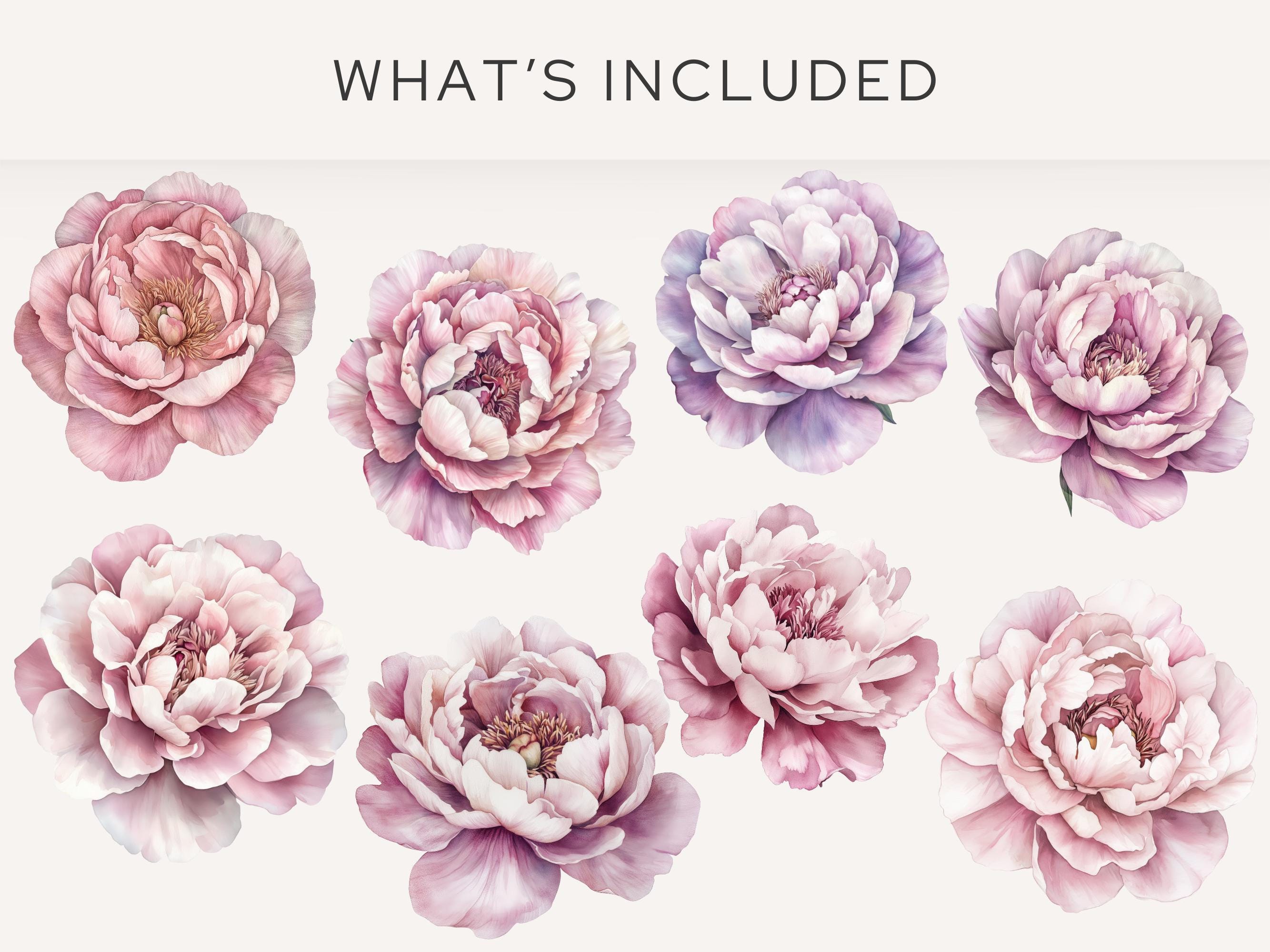 Pink & Blush Peony Clipart Pack, Watercolor Floral Elements, Wedding ...