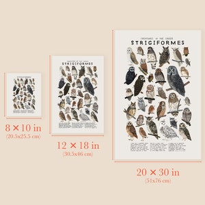 Strigiformes: Owls 20 x 30 inches