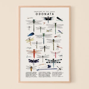 Odonata: Dragonflies, Damselflies