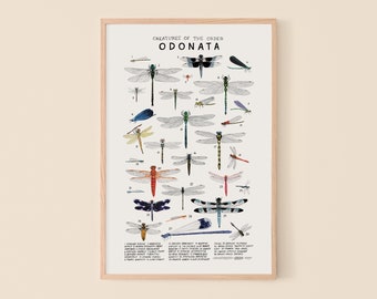 Odonata: Dragonflies, Damselflies