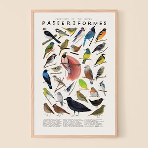 Passeriformi: Uccelli canterini