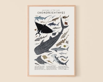 Chondrichthyes: Sharks, Skates, Rays