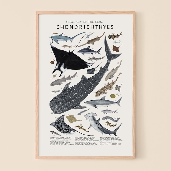 Chondrichthyes: Haie, Rochen, Rochen