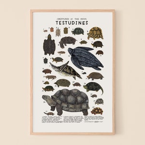 Testudines: Turtles, Tortoises, Terrapins