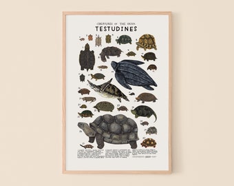 Testudines: Turtles, Tortoises, Terrapins