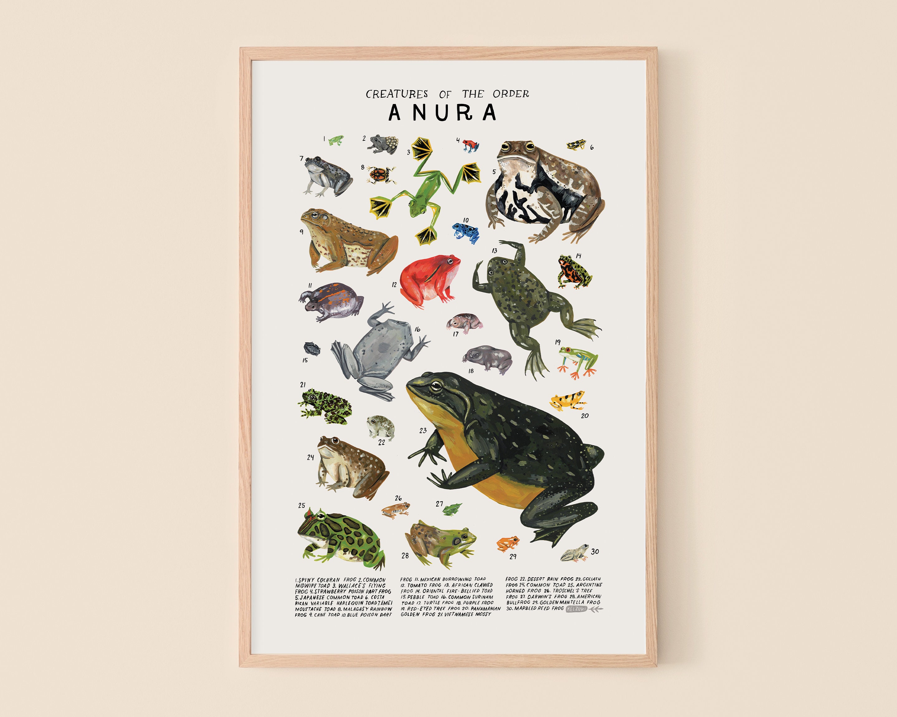 Anura: Frogs Toads - Etsy Anura: Frogs Toads - Etsy