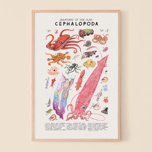 Cephalopoda: Squid, Octopuses