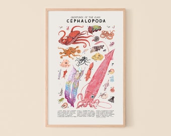 Cephalopoda: Squid, Octopuses