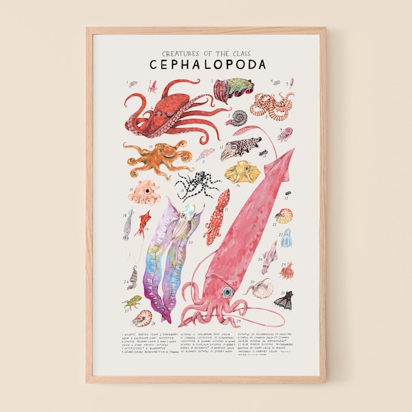 Cephalopoda: Squid, Octopuses