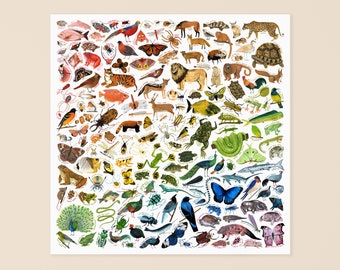 Rainbow of Animals print