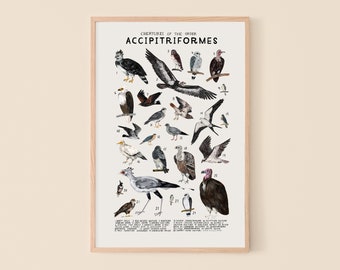 Hawk Poster- Accipitriformes; Hawks, Osprey, birds of prey art print