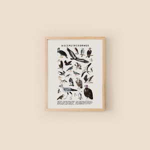 Hawk Poster- Accipitriformes; Hawks, Osprey, Birds of Prey Art Print - Etsy