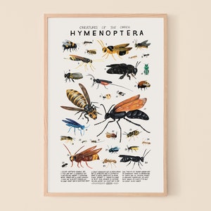 Hymenoptera: Bees, Wasps...