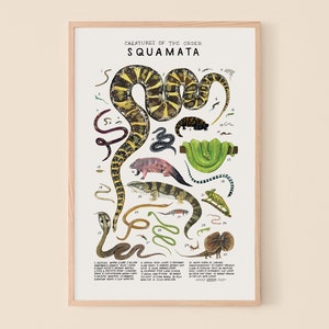Squamata: Snakes, Lizards...