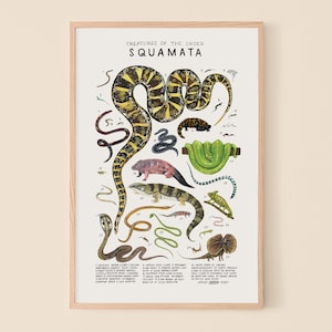 May include: A colourful illustrated chart titled "Creatures of the Order Squamata" featuring various reptiles, including snakes, lizards, and a chameleon. The chart includes numbers and names for each creature.