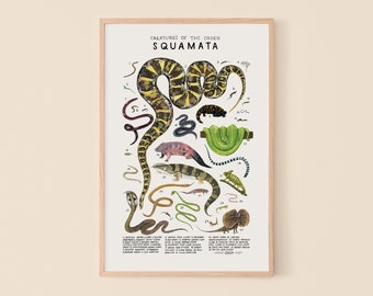 Squamata: Snakes, Lizards...