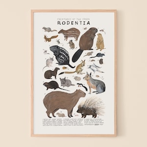Rodentia: Ardillas, Puercoespines, Castores...