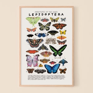 Lepidoptera: Butterflies, Moths