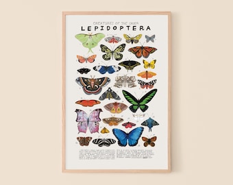 Lepidoptera: Butterflies, Moths