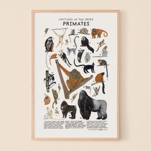 Primates: Monkeys, Lemurs, Gorillas...