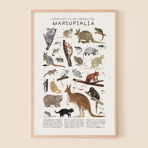 Marsupialia : kangourous, koalas, wallabies, opossums