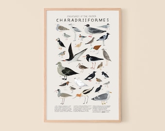 Charadriiformes: Küstenvögel