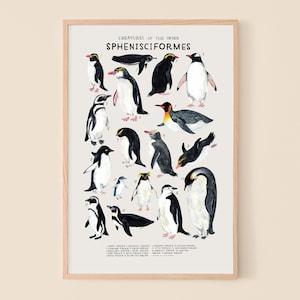 Sphénisciformes : pingouins