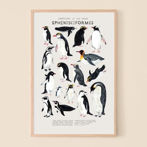 Sphenisciformes: Penguins 12 x 18 inches