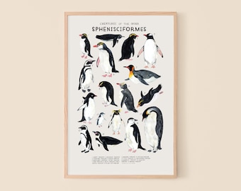 Sphenisciformes: Penguins