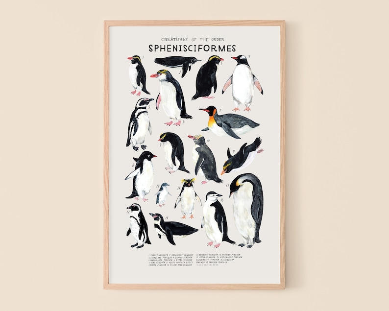 Sphenisciformes: Penguins 12 x 18 inches