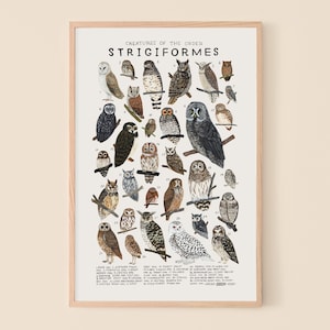 Strigiformes: Owls